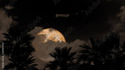 Wallpaper Mural Full moon passing back gray cloud on night sky and silhouette palm tree on the ground Torontodigital.ca