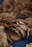 packing mushrooms in the market