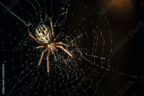 spider on the web © Stanislav Popik