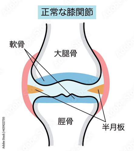 正常な膝関節のシンプルな説明イラスト