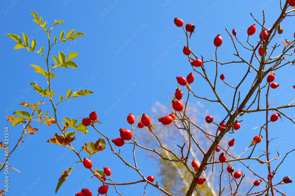Red ripe bunch of autumn rose hips among greenery on a sunny day Red ripe bunch of autumn rose hips among greenery on a sunny day