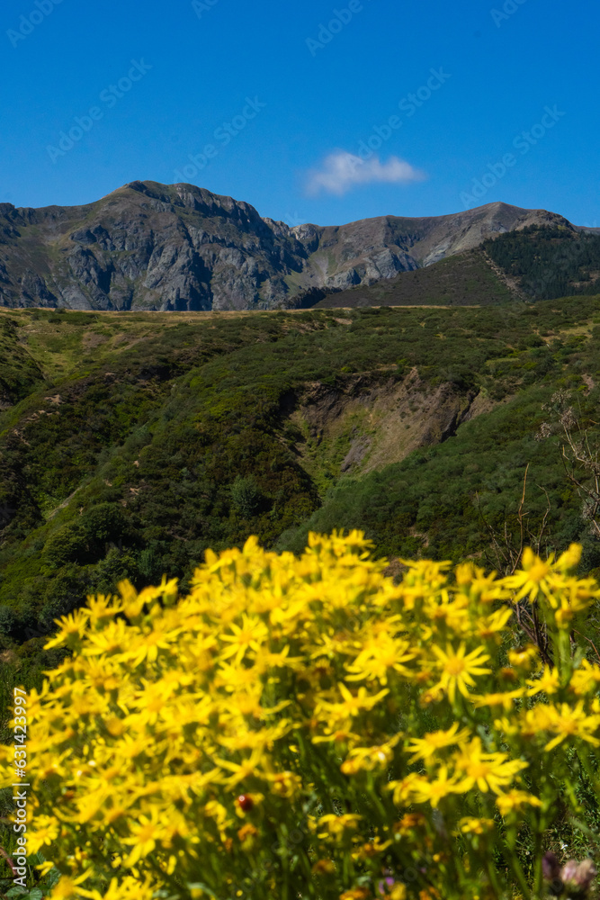 Gorgeous Yellow Flowers with Tall Mountains in the Background