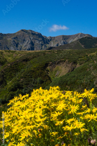 Fototapeta Naklejka Na Ścianę i Meble -  Gorgeous Yellow Flowers with Tall Mountains in the Background