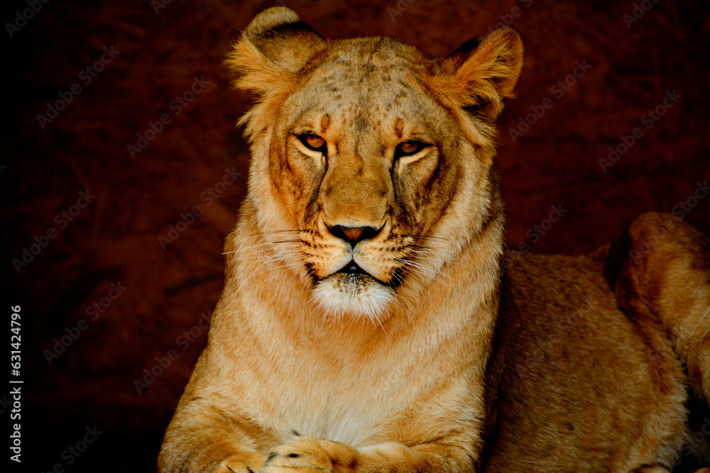 Fototapeta premium Beautiful lioness Kiara poses for a photo