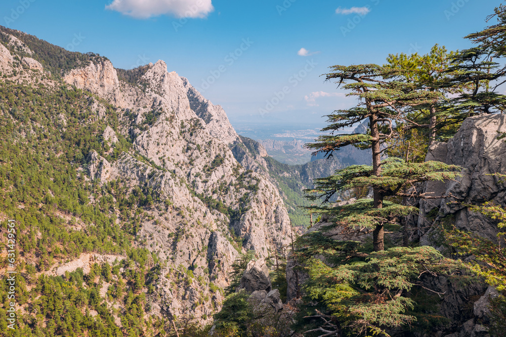 Scenic view of wild forest with huge Lebanon cedar trees in mountains along lycian way in Turkey. Scenic view of wild forest with huge Lebanon cedar trees in mountains along lycian way in Turkey.