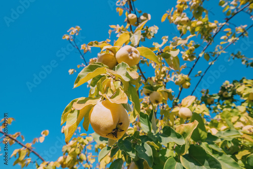 Tableau sur toile Young fruits of quince tree in farm or garden against mountains scenery