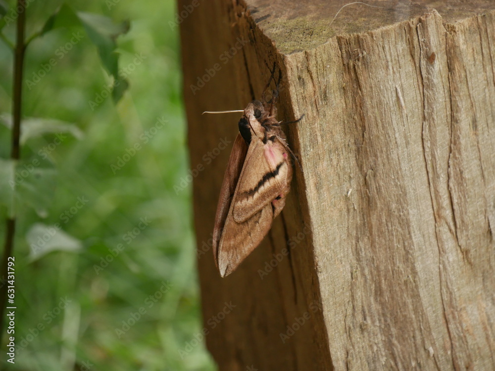 Très grand papillon de nuit sphinx du troène, Sphinx ligustri, ailes — free download