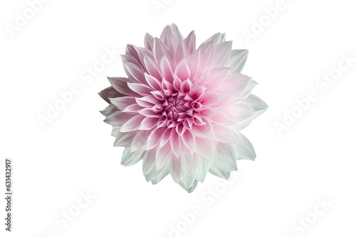 pink dahlia flower isolated on white background