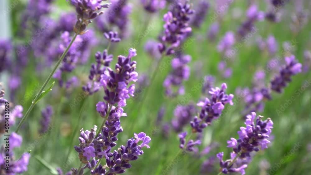 Purple lavender flowers bush. Flower in the field. Nature background. Grow a fragrant plant in the garden. Summer flower honey plant closeup. Purple lavender flowers bush. Flower in the field. Nature background. Grow a fragrant plant in the garden. Summer flower honey plant closeup.