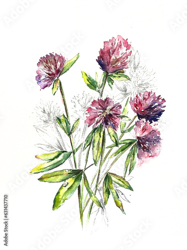 Clover flowers botanical watercolor illustration wild flowers