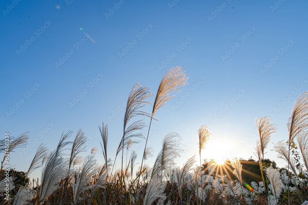 Obraz premium ススキのある秋の風景