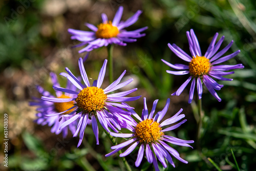 Flower named European Michaelmas Daisy or Aster amellus in the Parc de la Vanoise in the French Alps.