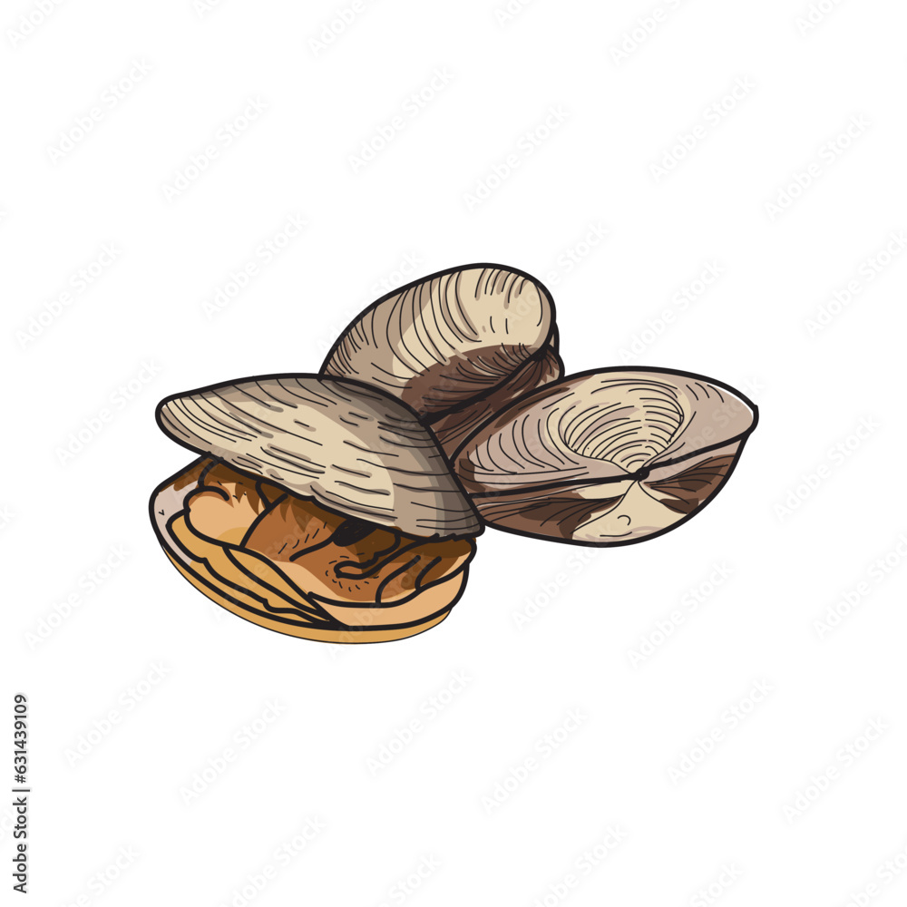 Obraz premium clams hand drawing vector illustration
