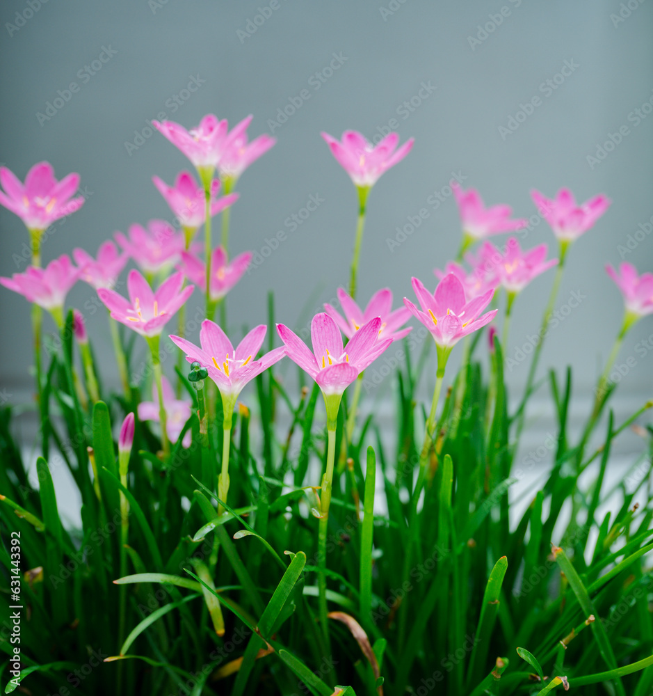 A group of blossom of pink Zephyranthes Lily, Rain Lily, Fairy Lily, solf focus. A group of blossom of pink Zephyranthes Lily, Rain Lily, Fairy Lily, solf focus.