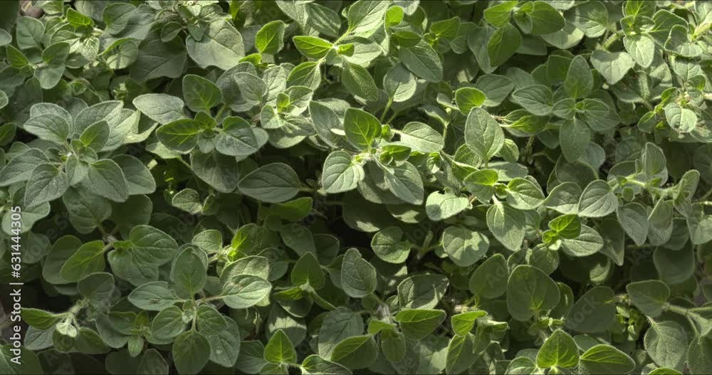 Greek oregano. Organic bio herb background pattern. Sunlight. Top view, table spin. Greek oregano. Organic bio herb background pattern. Sunlight. Top view, table spin.