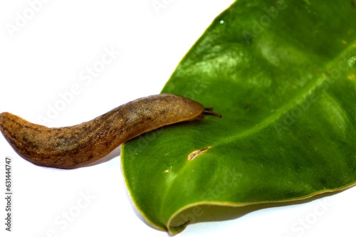 snails of form veronicella cubensis walk on leaf photo