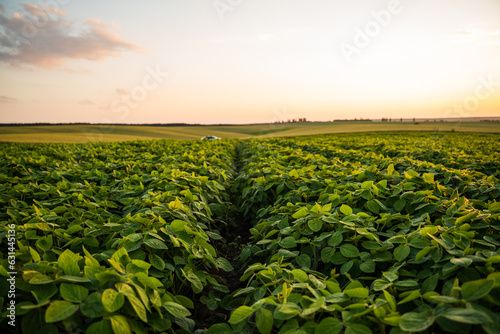 Close up soy bean leaves on a soybean farm plantation. Growing of soy plant on a field. Concept of ecology, monoculture, conservation, deforestation, agriculture.