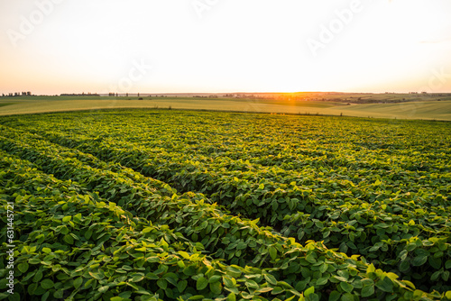 Rural landscape with fresh green soybean field. Soy bean, soya, soybeans, agriculture, plantation, plant.