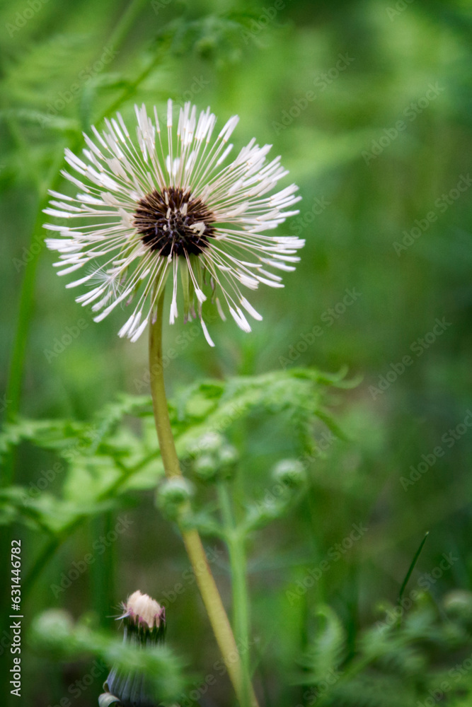 Blooming dandelion in the forest in spring. Blooming dandelion in the forest in spring.