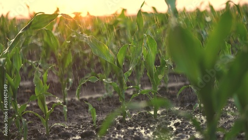 irrigation of green corn sprouts. agriculture irrigation. corn agriculture business concept. rain water drops fall on the field with corn green lifestyle sprouts close-up