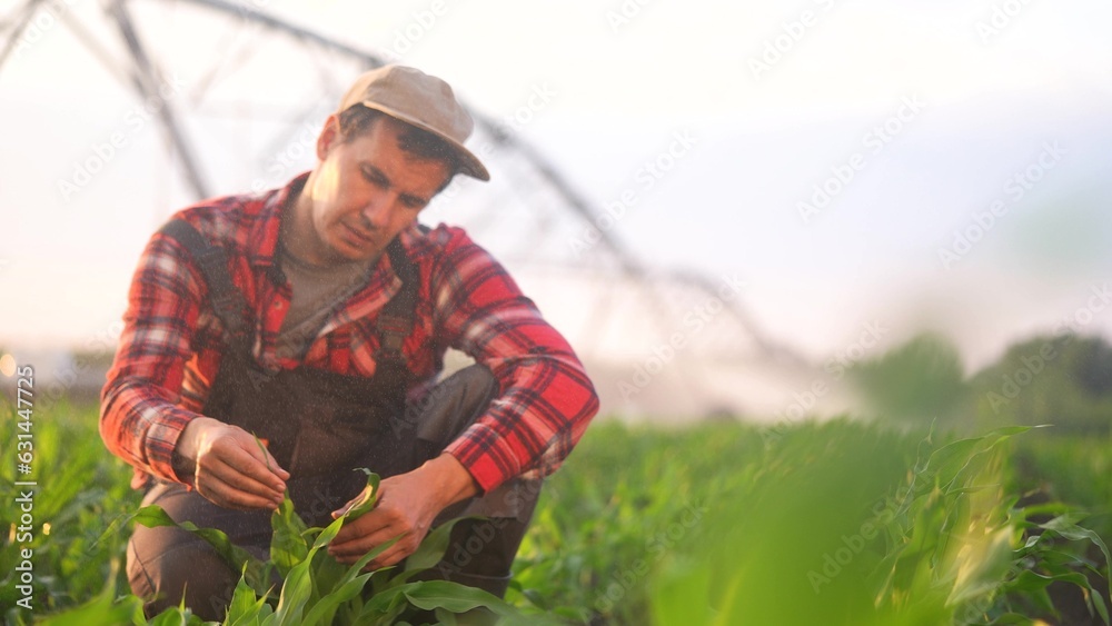 Fototapeta premium corn agriculture. farmer a agronomist examines green sprouts of corn during irrigation in the field. irrigation agriculture business concept. male farmer working in lifestyle a field with green corn