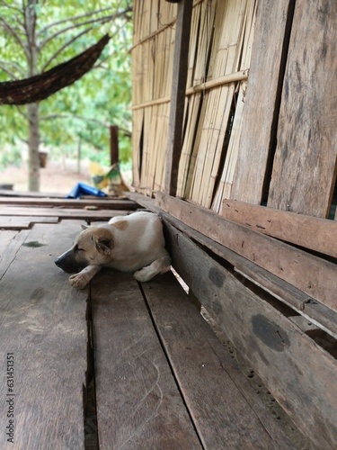 Dog Sleep in Front of Cottage Agriculture Farm © Darunwan.R
