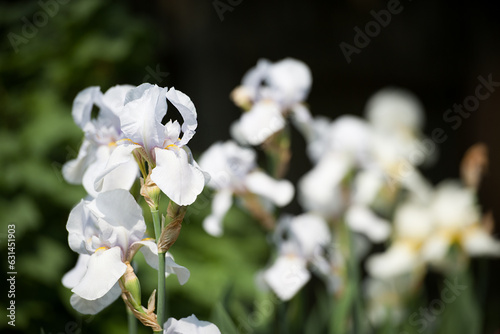 Irideae. White iris flowers are blooming in the garden. White flowers in the garden. floral natural background. beautiful delicate flowers close-up. blurred green background. close-up photo