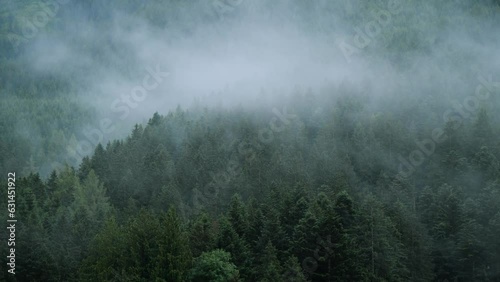 Water vapor rising from a forest after rain, mountain woods in Austrain Alps