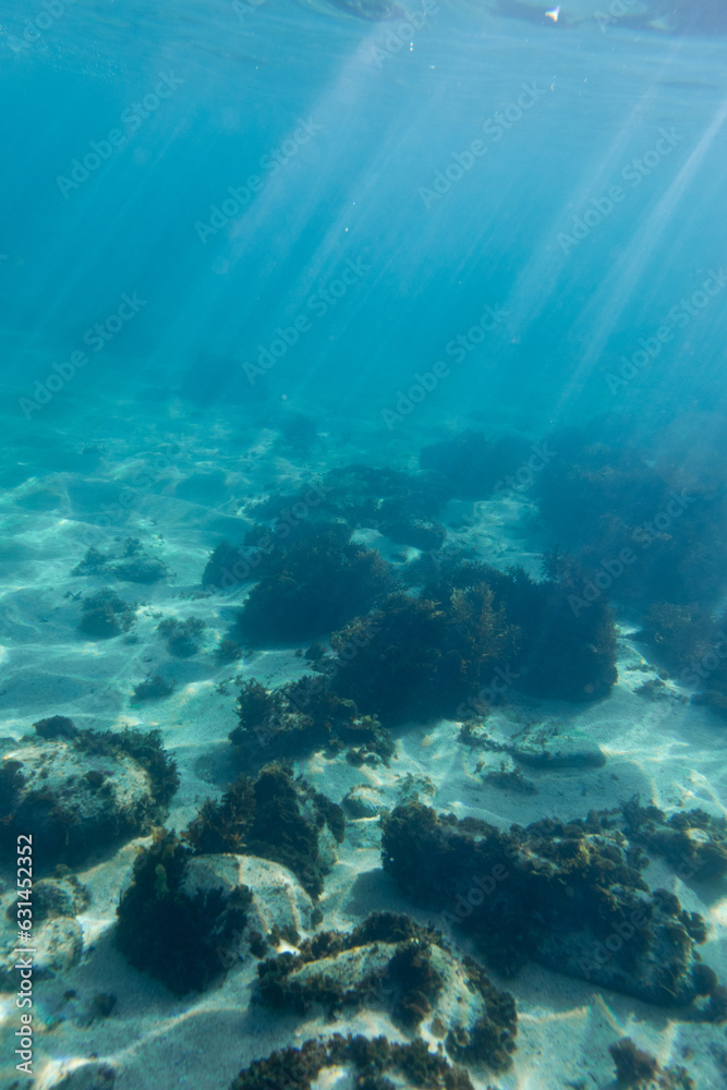 Seaweed reef under the sunlight in the ocean. Seaweed reef under the sunlight in the ocean.