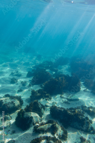 Seaweed reef under the sunlight in the ocean.