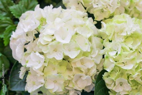 Konstfotografi Delicate hydrangea flowers. Many colors