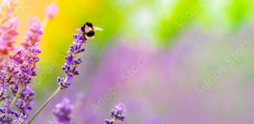 Fototapeta Naklejka Na Ścianę i Meble -  bumblebee on lavender flower  on sunny summer day with copy space  Summer flowers.  Summertime     High quality photo