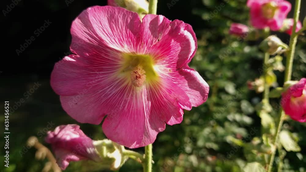 Pink flower of the hollyhock on a stem close-up Pink flower of the hollyhock on a stem close-up