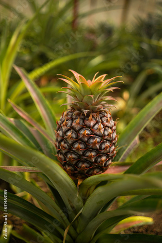 Close up of pineapple