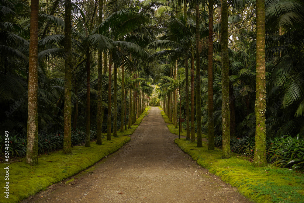 Path in the park surrounded by palm trees