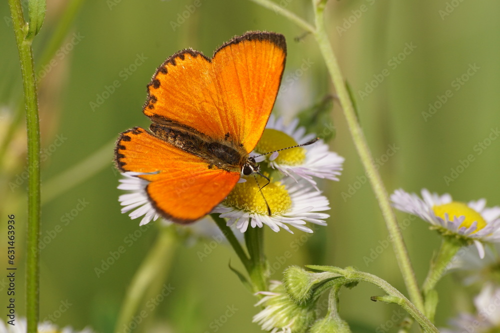 Motyl ,motyl na kwiecie ,barwny motyl , motyl na stokrotkach ,owad na kwiecie ,piękny motyl Motyl ,motyl na kwiecie ,barwny motyl , motyl na stokrotkach ,owad na kwiecie ,piękny motyl