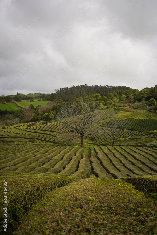 Tree in the middle of tea plantation