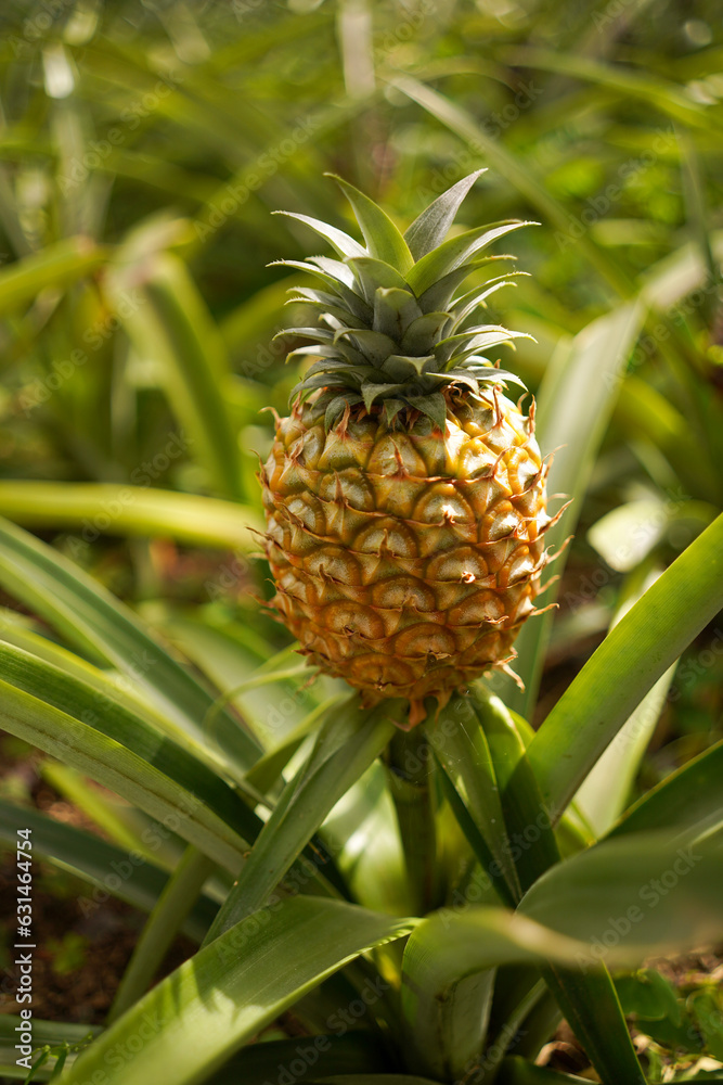 Ripe pineapple from plantation