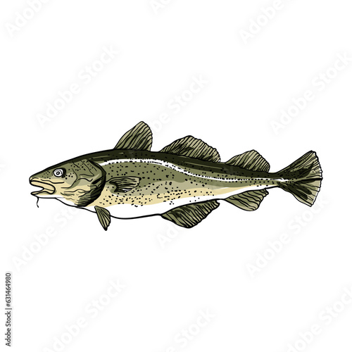 cod fish hand drawing vector illustration