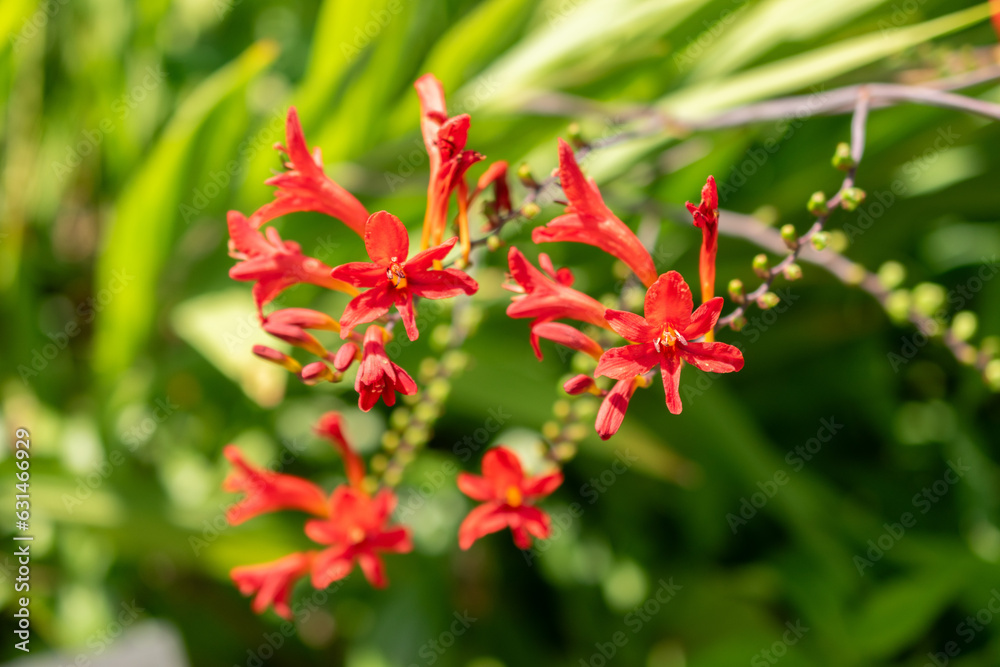 Crocosmia Lucifer flower in Zurich in Switzerland Crocosmia Lucifer flower in Zurich in Switzerland
