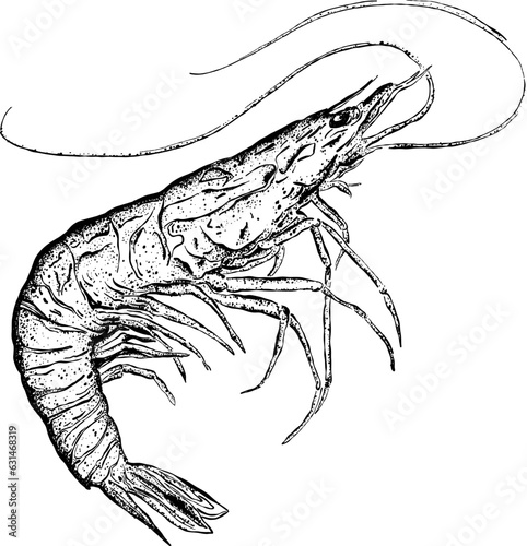 Shrimp hand drawn black illustration isolated on white background. Ink graphic for the menu of seafood restaurant, for packaging in fish markets and shops. Vintage vector engraving illustration