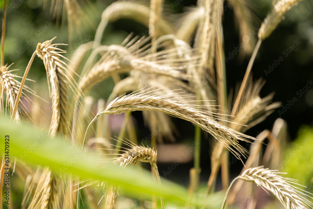 Rye or Secale Cereale plant in Zurich in Switzerland Rye or Secale Cereale plant in Zurich in Switzerland