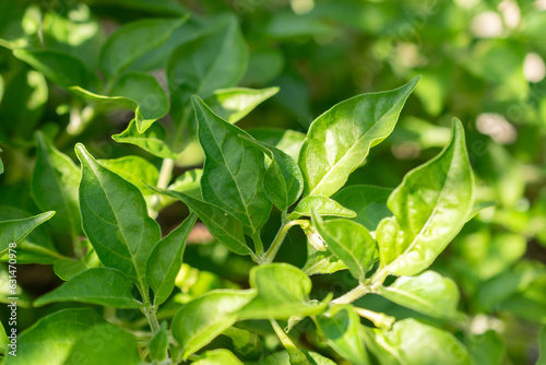 Chili or Capsicum Chinense plant in Zurich in Switzerland