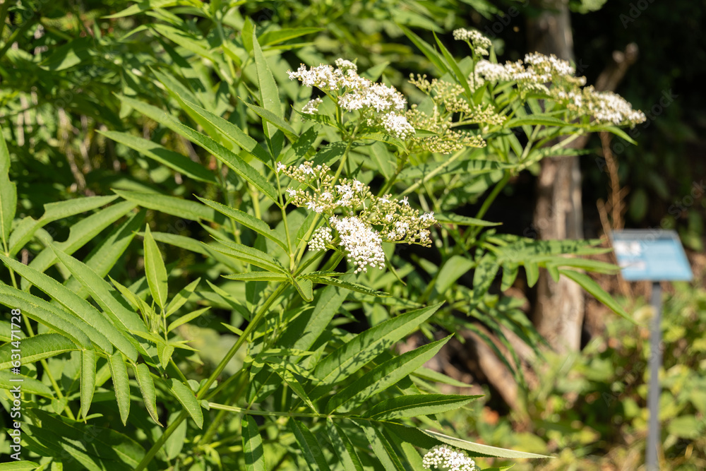 Dane Weed or Sambucus Ebulus plant in Zurich in Switzerland Dane Weed or Sambucus Ebulus plant in Zurich in Switzerland