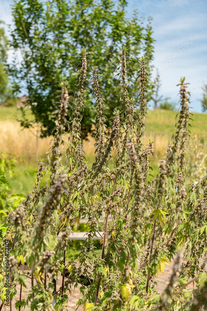 Motherwort or Leonurus Cardiaca plant in Zurich in Switzerland Motherwort or Leonurus Cardiaca plant in Zurich in Switzerland
