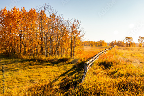 Fall colours border farmers fields. Rockyview County, Alberta, Canada