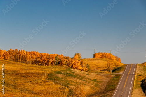 Fall colours border farmers fields. Rockyview County, Alberta, Canada