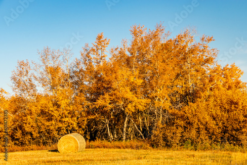 Fall colours border farmers fields. Rockyview County, Alberta, Canada photo
