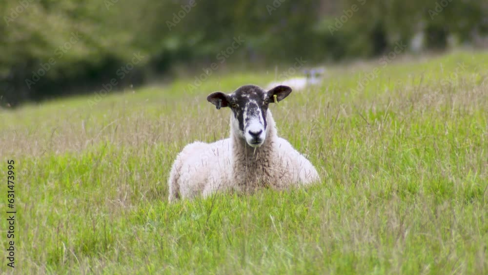 Free range, sheep and lamb farming in the UK countryside put out to pasture Free range, sheep and lamb farming in the UK countryside put out to pasture