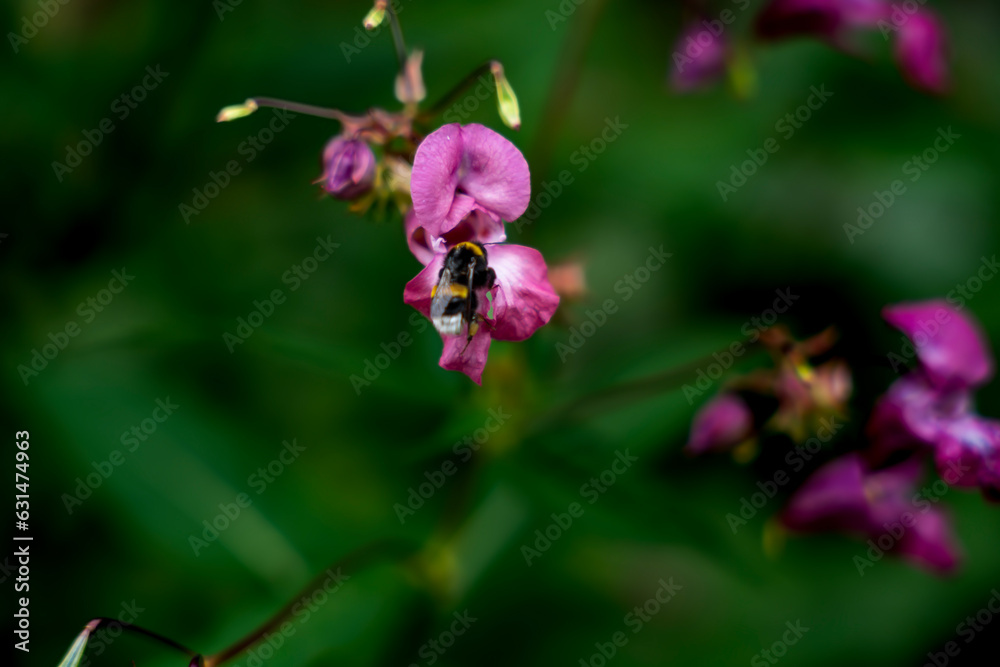 Flower impatiens Glandulifera , close up. Flower impatiens Glandulifera , close up.